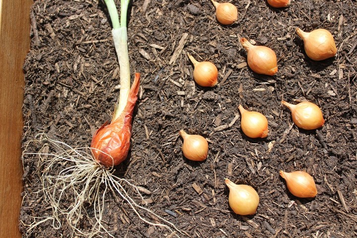 Sadenie cibule - ilustračné foto